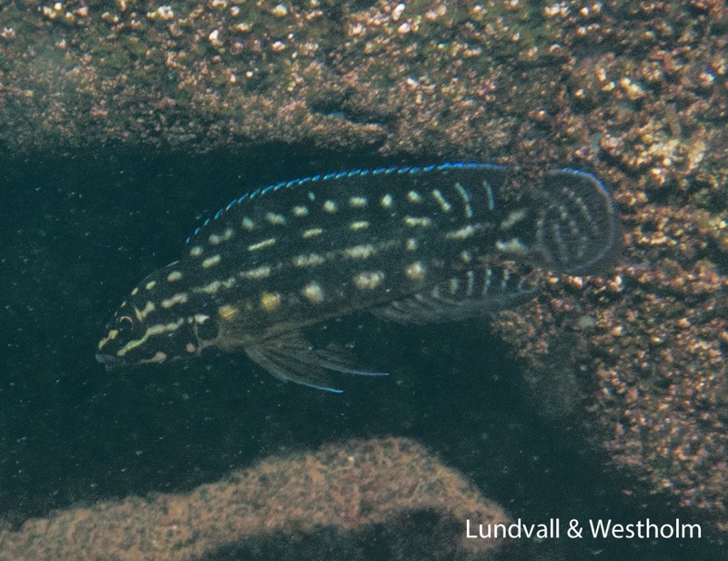 Julidochromis cf. regani 'Kagongo'